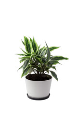 House plant in a pot isolated on white transparent background png. Generative AI 