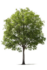 Fototapeta premium Forrest tree with green leaves isolated on white transparent background png. Generative AI 