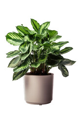 Houseplant in a pot isolated on white transparent background png. Generative AI 