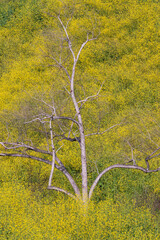 Barren tree amidst field of wild mustard