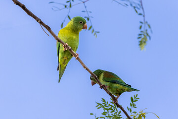 Orange Cheeked Parakeet