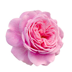 Fresh beautiful pink rose isolated on a white background. Detail for creating a collage - 584006042
