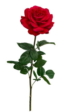 Dark red rose with green leaves isolated on transparent background