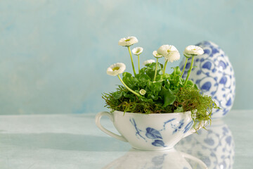 Bepflanzung von weißen Bellis auf Moos ,in einer  Porzellantasse ,arrangiert mit einem Porzellanei im Hintergrund. Dekor in einem ansprechendem blauweißem floralem Muster. Pastellblauer Hintergrund © A. Grimm Fotografie 