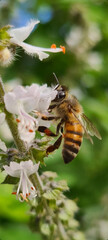 Close up of a bee pollinating a flower. Beautiful bee on a white and orange flower.