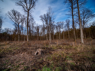 Lichter Wald im Winter