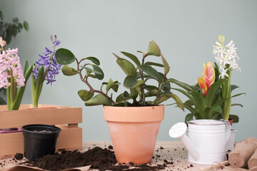 Spring gardening with blooming colorful hyacinths and diffrent flowers in pots for planting on wooden on green background. Womans hobby of growing houseplants concept.