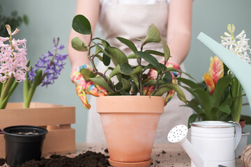 Spring gardening with blooming colorful hyacinths and diffrent flowers in pots for planting on wooden table and woman hands planting flower on green background.
