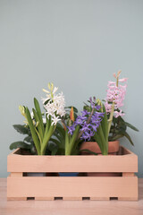 Spring gardening with blooming colorful hyacinths and diffrent flowers in pots for planting on wooden box in green background. Womans hobby of growing houseplants concept.
