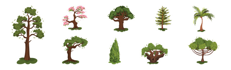 Obraz premium Different Trees as Perennial Plant with Trunk, Branches and Leaves Vector Set