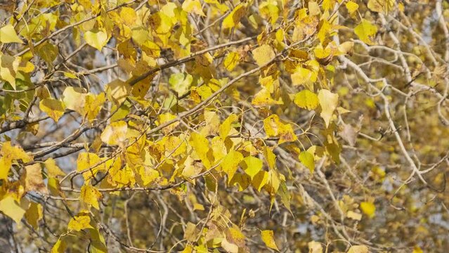 Autumn Yellow Foliage on Tree Branch in Nature. Background of foliage sways in light wind close-up. Fall colors. Golden tree foliage. Concept calm and tranquillity, October. 4K