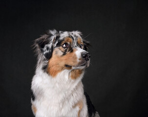 Portrait of Australian Shepherd