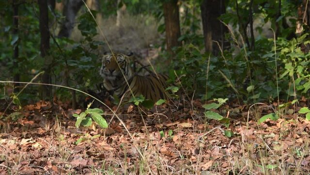 A sub-adult male tiger finishing off a meal in the shades inside Tala zone of Bandhavgarh tiger reserve during a wildlife safari