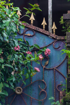 beautiful climbing flowers in front of an gate 