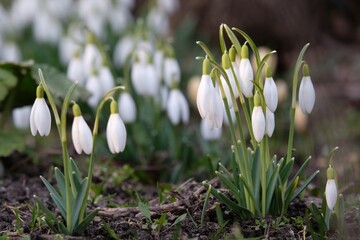 Group of white flowers of Galanthus nivalis (snowdrop) in park in early spring