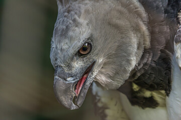 Close-up profile portrait of a harpy eagle. The American harpy eagle (Harpia harpyja) lives in the tropical lowland rainforests of America. It's a Near Threatened species.
