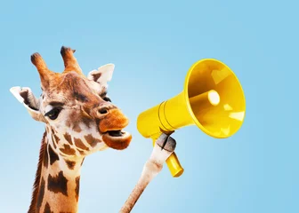 Fotobehang Funny giraffe is holding a loudspeaker and shouting on a blue background. Attention and africa, creative idea. Management and business, concept. © alones