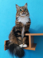 Cat on a wooden shelf close-up