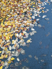 Autumn fallen yellow leaves on the ground in the park close-up