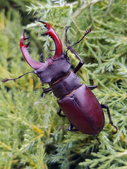 Stag beetle on a thuja branch in the spring in the garden close-up