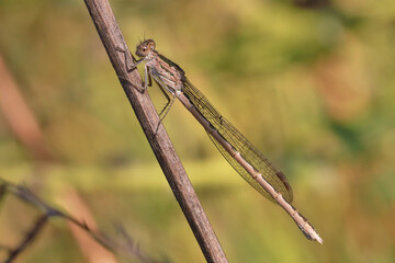 A dragonfly (Coenagrionidae) sits on a dry grass stalk. Transparent wings with a strict pattern are folded along the body. 