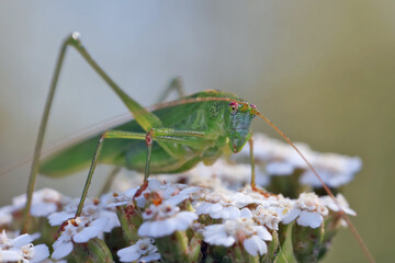 A grasshopper with a long mustache sits on a flowering plant. The vast majority of grasshoppers are omnivorous.