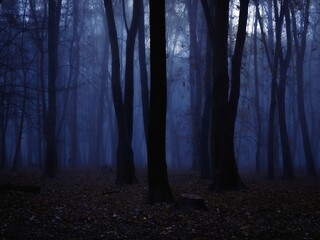 Scary forest at dusk. Fog in the dark woods. Silhouettes of leafless trees.