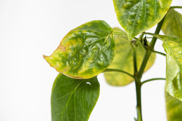 Yellowed dried leaves of pepper grown in a pot in the apartment. Growing vegetables at home, garden...