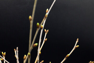 young tree branches on a dark background, spring abstraction