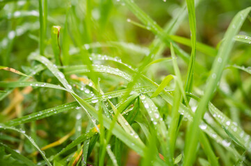 Fresh green meadow grass with waterdrops on it background