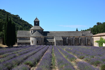 Fototapeta na wymiar The Sénanque Abbey in Provence, with lavender field, France