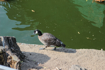 a duck walks along the shore of the lake on a summer sunny day