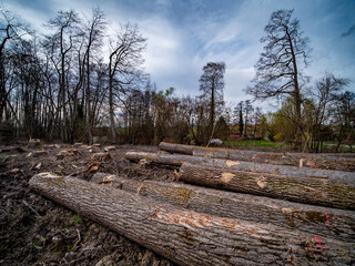Frisch gefällte und markierte Baumstämme