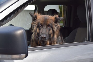 dog in car driving ready in charge