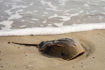 Horseshoe crab or Limulus polyphemus in the upper surface shot from top view isolated on sand...