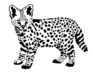Little serval vector illustration isolated on white