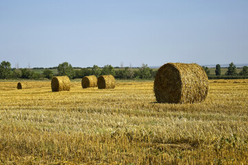 Harvested field with large round bales of straw in summer. Farmland with blue sky. Copy space. Close-up. Selective focus.