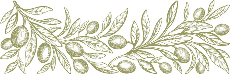Engraved olive branch.  Vector texture tree, sketch green fruits. Hand drawn illustration for italian cuisine design or extra virgin oil food. Farm fresh harvest
