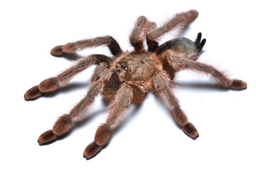 Closeup of a female of the Emerald Chevron tree spider Psalmopoeus emeraldus, a common pet tarantula originating from Colombia photographed on white background.