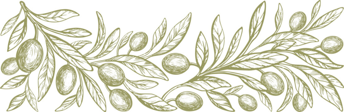 Engraved olive branch.  Vector texture tree, sketch green fruits. Hand drawn illustration for italian cuisine design or extra virgin oil food. Farm fresh harvest
