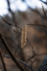 Hazel pollen