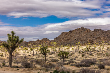 Joshua trees in arid landscape at Joshua Tree National Park in California.