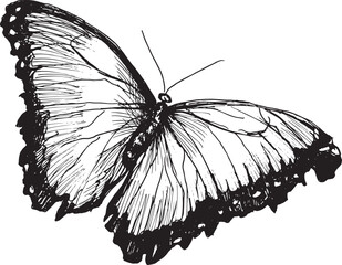 Hand sketch of a butterfly. Vector illustration.