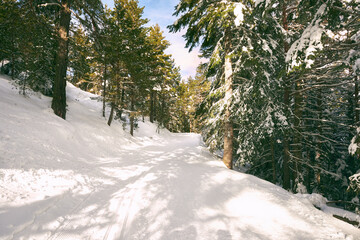Snow landscape with green trees