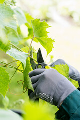 Ripening blue wine grape branches  are pruned in garden , gardener is pruning  branches from grape...