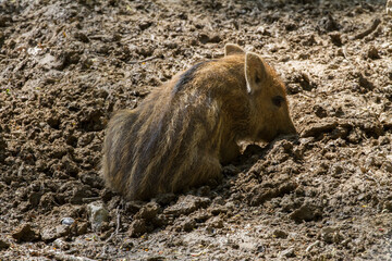 Wild boar.