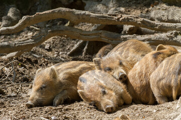Wild boar.