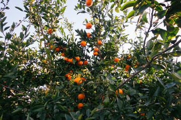Tree with Orange Fruit