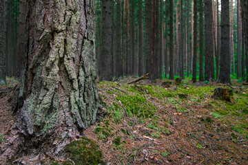Forest in summertime.