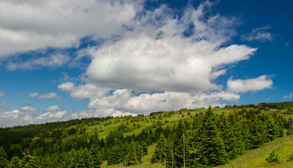 Summer forest in mountains.